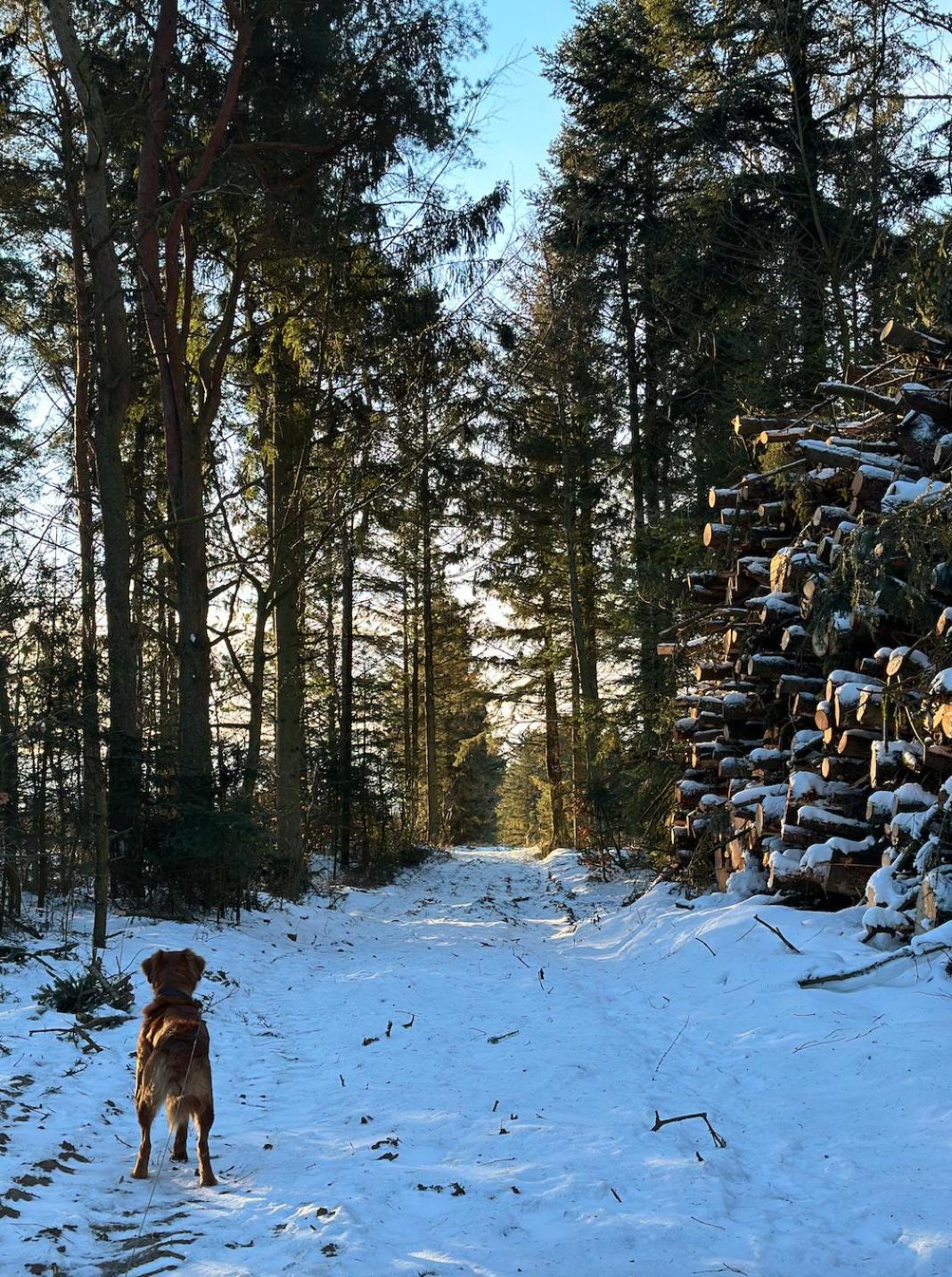 Charmerende Lejlighed Pa Landet Med Privat Skov Bjergby エクステリア 写真