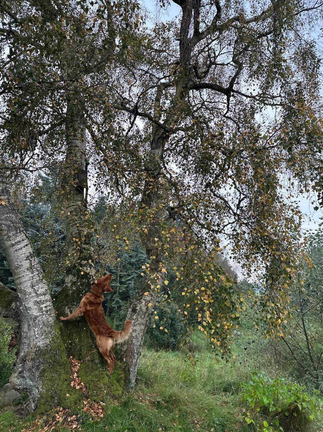 Charmerende Lejlighed Pa Landet Med Privat Skov Bjergby エクステリア 写真